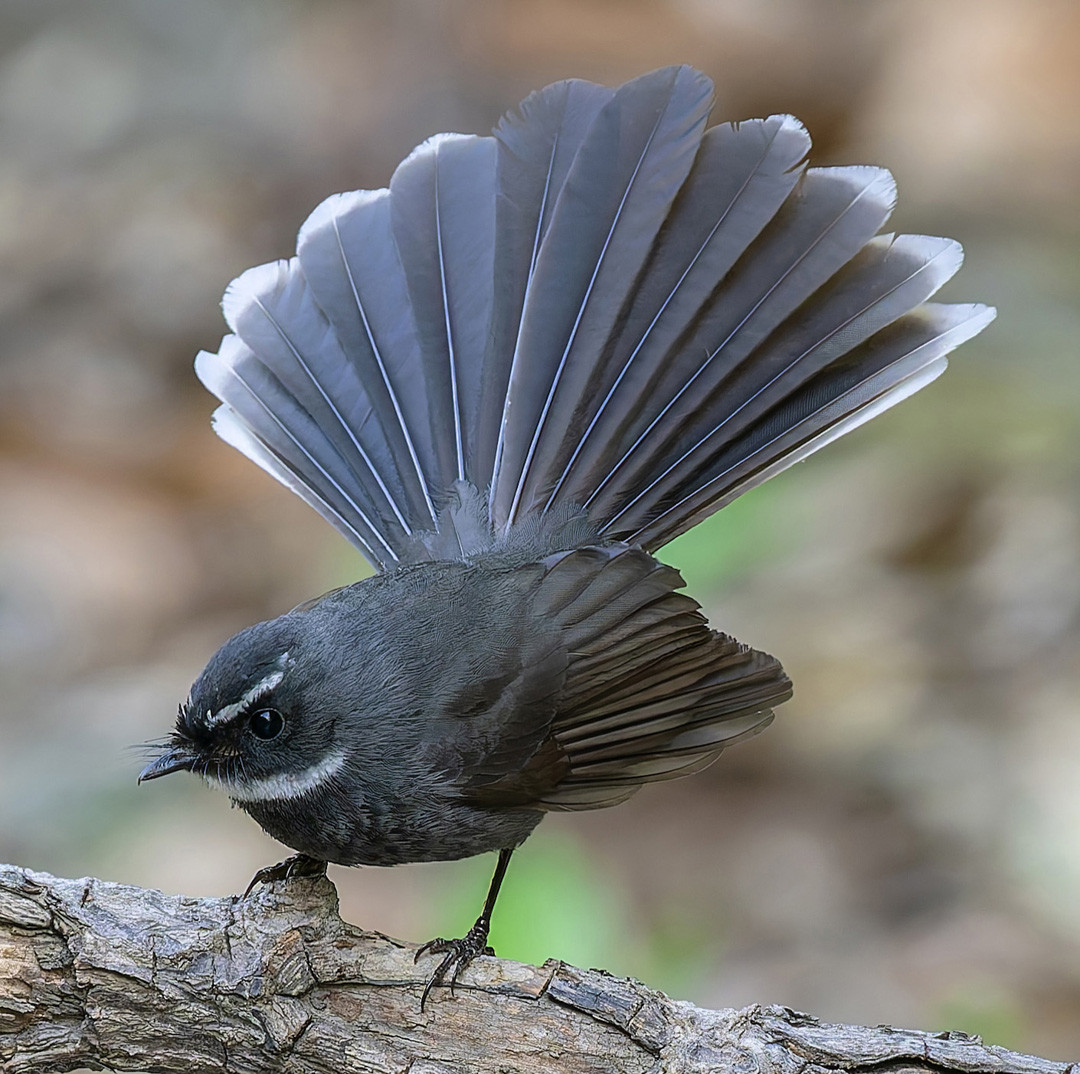 image White-throated Fantail